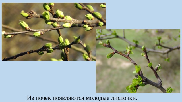 Из почек появляются молодые листочки. 