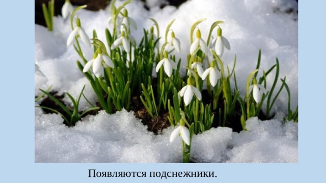 Появляются подснежники. 