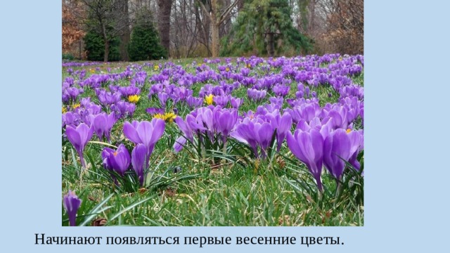 Начинают появляться первые весенние цветы. 