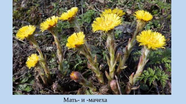 Мать- и -мачеха 