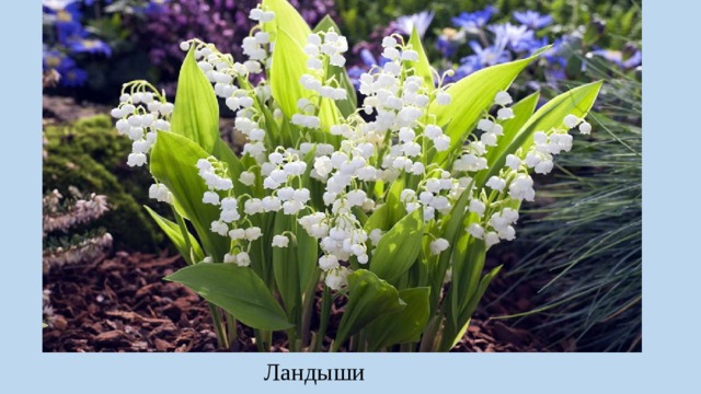 Ландыши 
