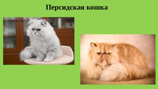Персидская кошка 
