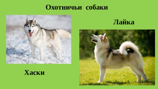 Охотничьи собаки Лайка Хаски 