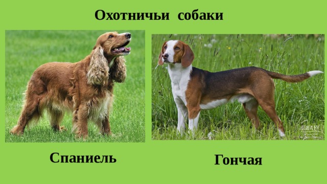 Охотничьи собаки Спаниель Гончая 