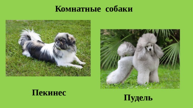 Комнатные собаки Пекинес Пудель 