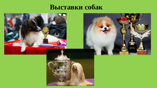 Выставки собак 