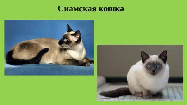 Сиамская кошка 