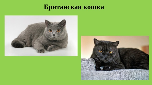 Британская кошка 