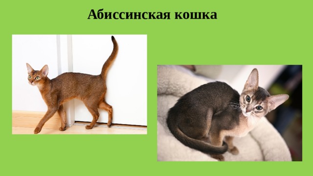 Рассмотрите фотографию кошки породы абиссинская и выполните. Абиссинская кошка Ориентал. Ориентальные котята окрас дикий. Абиссинские котята с бракованными ушами. Различия абиссинцев.