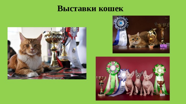 Выставки кошек 