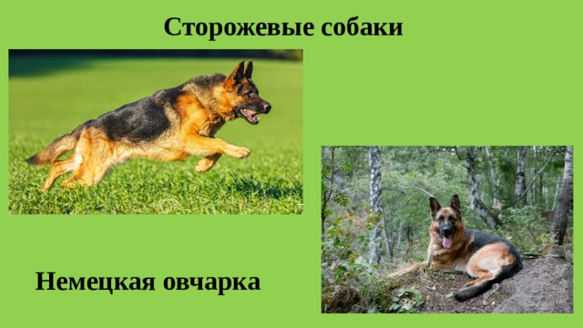 Сторожевые собаки Немецкая овчарка 