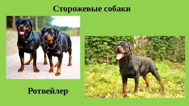 Сторожевые собаки Ротвейлер 