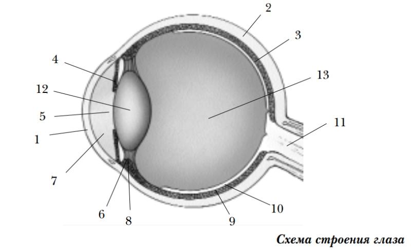 Рисунок глаза человека биология