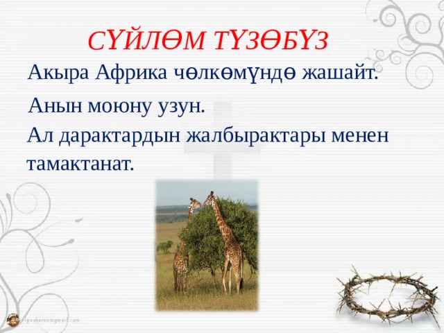 СҮЙЛƟМ ТҮЗƟБҮЗ Акыра Африка чɵлкɵмүндɵ жашайт. Анын моюну узун. Ал дарактардын жалбырактары менен тамактанат. 