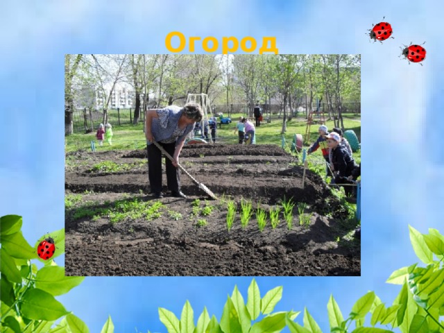 Огород 