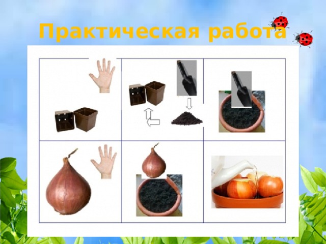 Практическая работа 