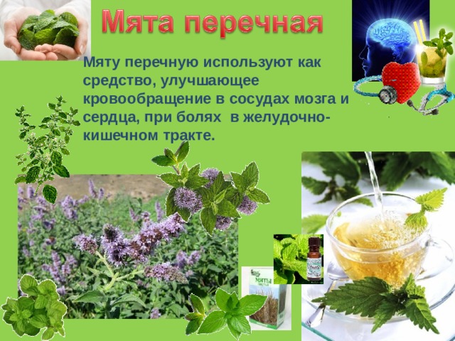 Мяту перечную используют как средство, улучшающее кровообращение в сосудах мозга и сердца, при болях в желудочно-кишечном тракте. 