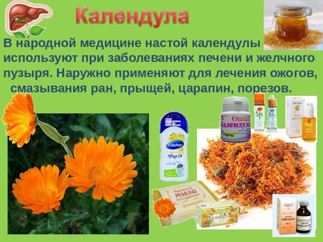 В народной медицине настой календулы используют при заболеваниях печени и желчного пузыря. Наружно применяют для лечения ожогов,  смазывания ран, прыщей, царапин, порезов. 