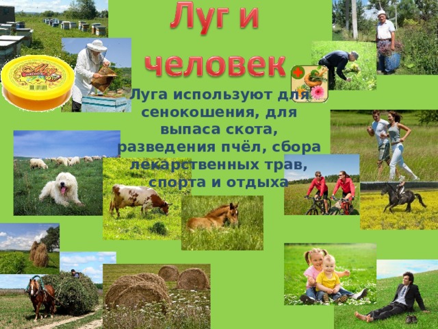 Луга используют для сенокошения, для выпаса скота, разведения пчёл, сбора лекарственных трав, спорта и отдыха 