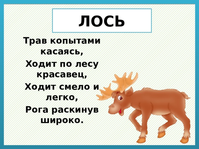 Мы шли по лосиному