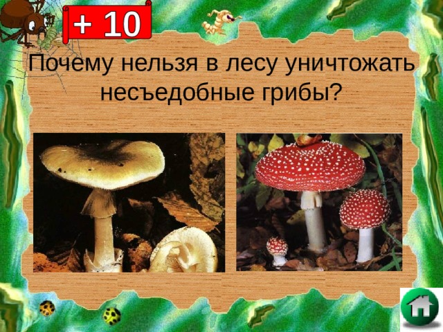 Почему нельзя в лесу уничтожать несъедобные грибы? 