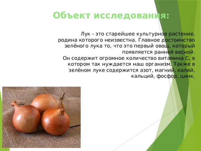 Какой тип питания характерен для репчатого лука изображенного на рисунке обоснуйте свой ответ