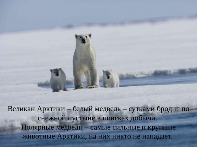 Великан Арктики – белый медведь – сутками бродит по снежной пустыне в поисках добычи. Полярные медведи – самые сильные и крупные животные Арктики, на них никто не нападает. 
