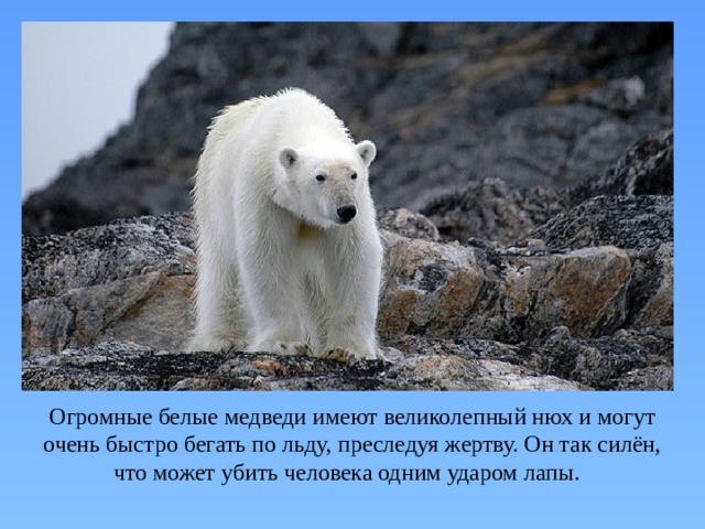 Огромные белые медведи имеют великолепный нюх и могут очень быстро бегать по льду, преследуя жертву. Он так силён, что может убить человека одним ударом лапы. 