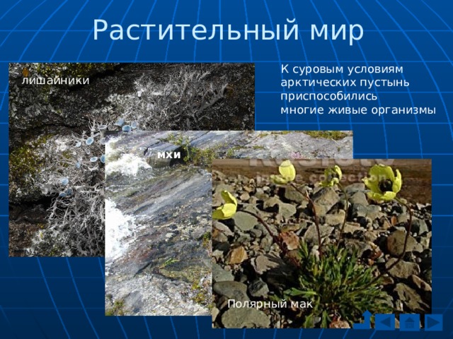 Растительный мир К суровым условиям арктических пустынь приспособились многие живые организмы лишайники мхи Полярный мак 