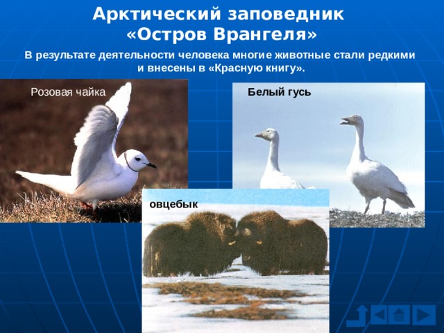 Арктический заповедник  «Остров Врангеля» В результате деятельности человека многие животные стали редкими и внесены в «Красную книгу». Розовая чайка Белый гусь овцебык 