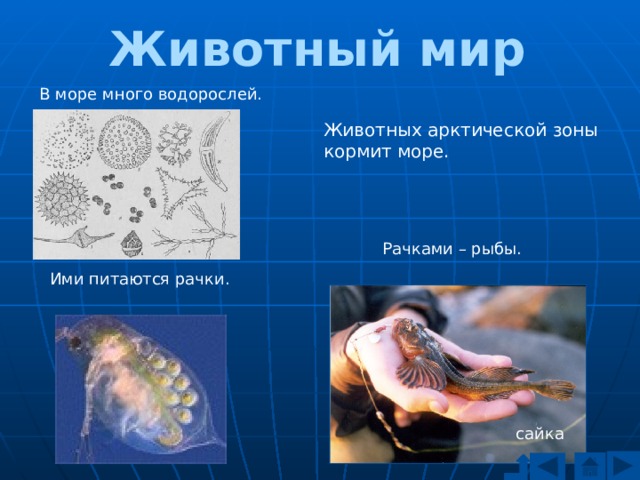 Животный мир В море много водорослей. Животных арктической зоны кормит море. Рачками – рыбы. Ими питаются рачки. сайка 