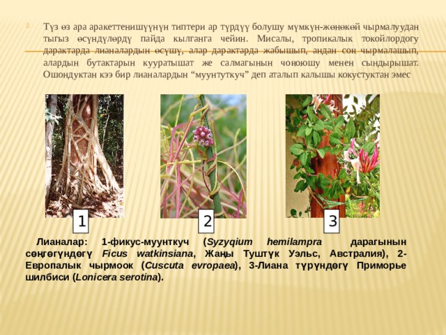 Түз өз ара аракеттенишүүнүн типтери ар түрдүү болушу мүмкүн-жөнөкөй чырмалуудан тыгыз өсүндүлөрдү пайда кылганга чейин. Мисалы, тропикалык токойлордогу дарактарда лианалардын өсүшү, алар дарактарда жабышып, андан соң чырмалашып, алардын бутактарын кууратышат же салмагынын чоңоюшу менен сындырышат. Ошондуктан кээ бир лианалардын “муунтуткуч” деп аталып калышы кокустуктан эмес 1 2 3 Лианалар: 1-фикус-муунткуч ( Syzyqium hemilampra дарагынын сөңгөгүндөгү Ficus  watkinsiana , Жаңы Туштүк Уэльс, Австралия), 2-Европалык чырмоок ( Cuscuta evropaea ), 3-Лиана түрүндөгү Приморье шилбиси ( Lonicera serotina ). 