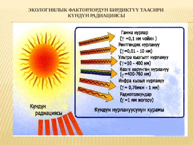 Экологиялык факторлордун бирдиктүү таасири  Күндүн радиациясы 