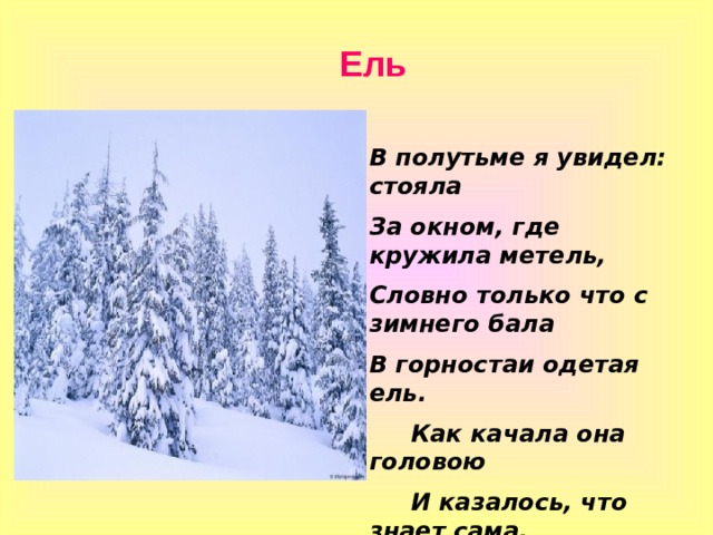 Ель В полутьме я увидел: стояла За окном, где кружила метель, Словно только что с зимнего бала В горностаи одетая ель.  Как качала она головою  И казалось, что знает сама,  Как ей платье идёт меховое,  Как она высока и стройна. 