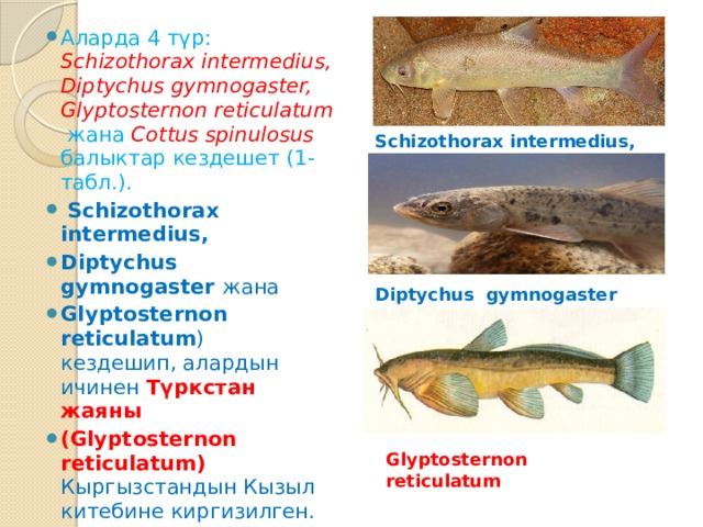 Аларда 4 түр: Schizothorax intermedius, Diptychus gymnogaster, Glyptosternon reticulatum  жана  Cottus spinulosus балыктар кездешет (1-табл.).  Schizothorax intermedius, Diptychus gymnogaster жана Glyptosternon reticulatum ) кездешип, алардын ичинен  Түркстан жаяны (Glyptosternon reticulatum) Кыргызстандын Кызыл китебине киргизилген. Schizothorax intermedius, Diptychus gymnogaster Glyptosternon reticulatum 
