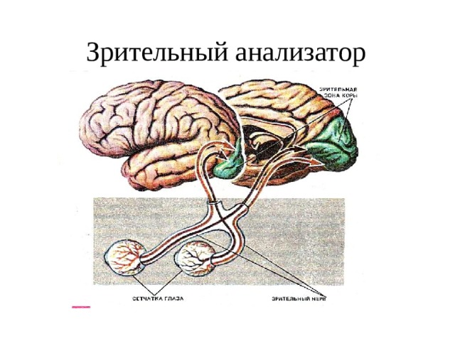 Укажите какие отделы зрительного анализатора отмечены на рисунке цифрами 1 и 2