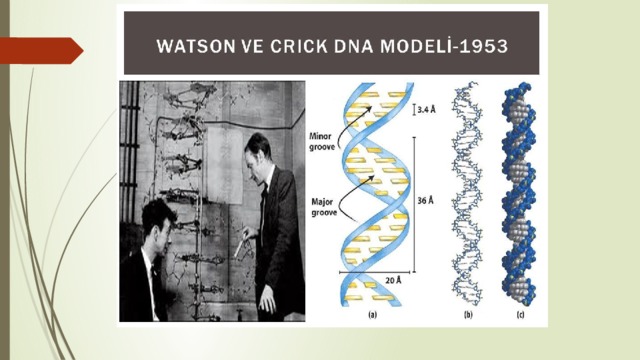 Открытие днк. Уотсон ДНК. 1953 Модель ДНК. Watson Crick modeli. Первая модель ДНК.