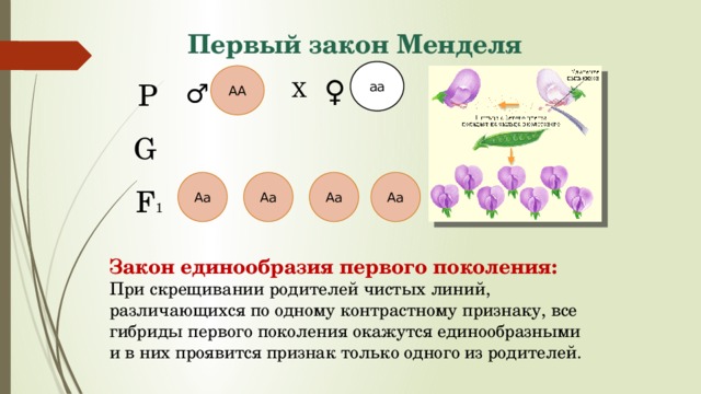 Закон единообразия первого поколения