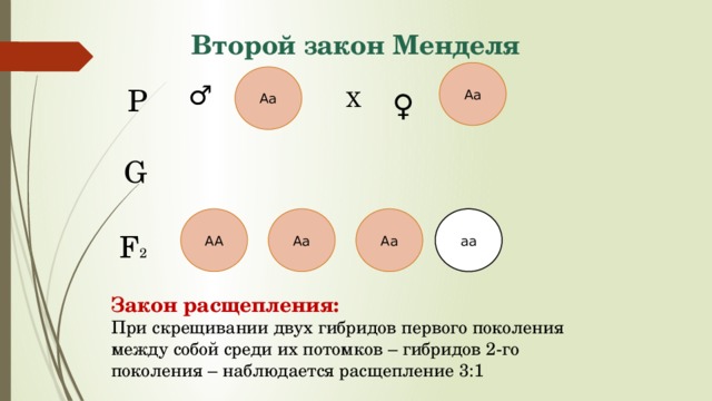 Закон расщепления Менделя схема.