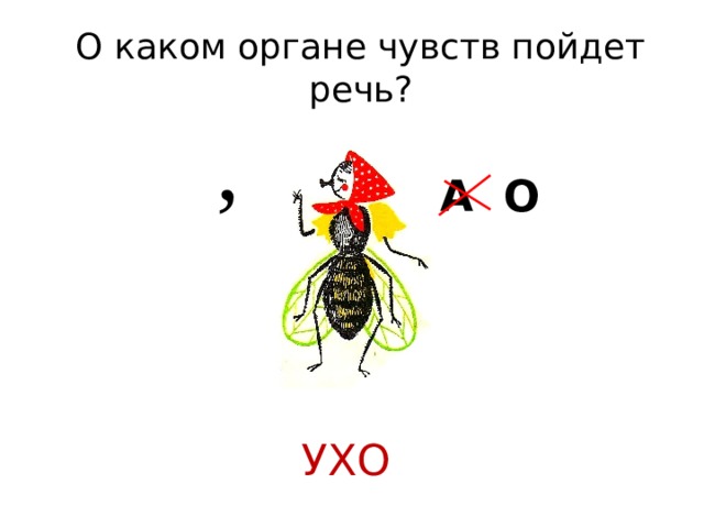 О каком органе чувств пойдет речь? , А О УХО 