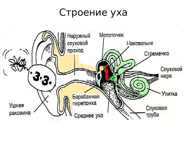 Выберите три верно обозначенные подписи к рисунку на котором изображено ухо человека