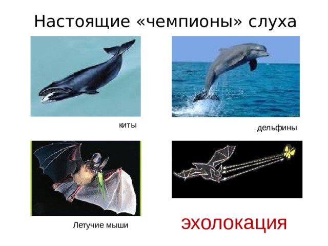 Настоящие «чемпионы» слуха киты дельфины эхолокация Летучие мыши 