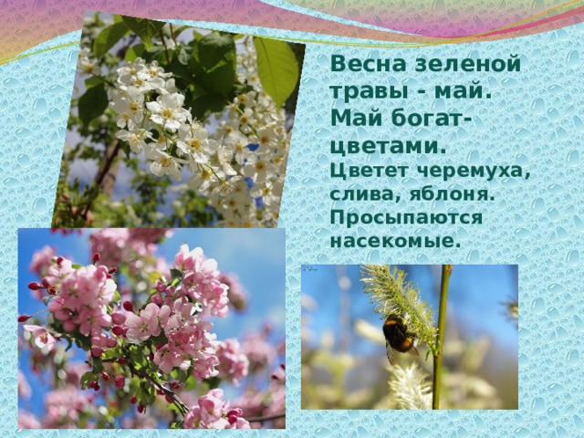 Весна зеленой травы - май. Май богат- цветами. Цветет черемуха, слива, яблоня. Просыпаются насекомые. 
