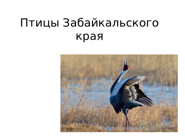Птицы Забайкальского края 