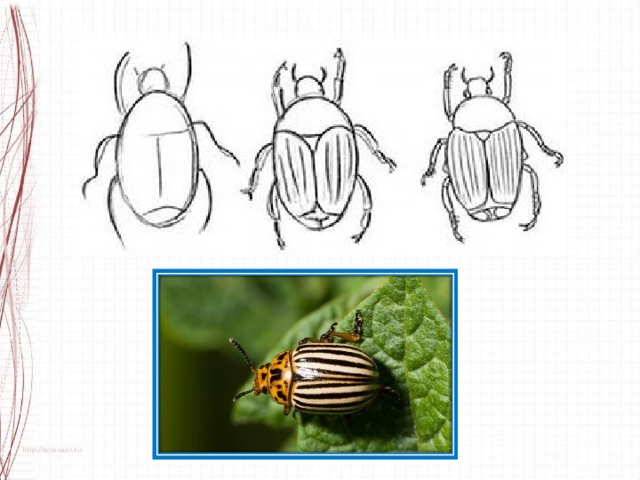 Поэтапное рисование жука 1 класс презентация