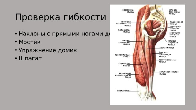 Проверка гибкости Наклоны с прямыми ногами до пола Мостик Упражнение домик Шпагат 
