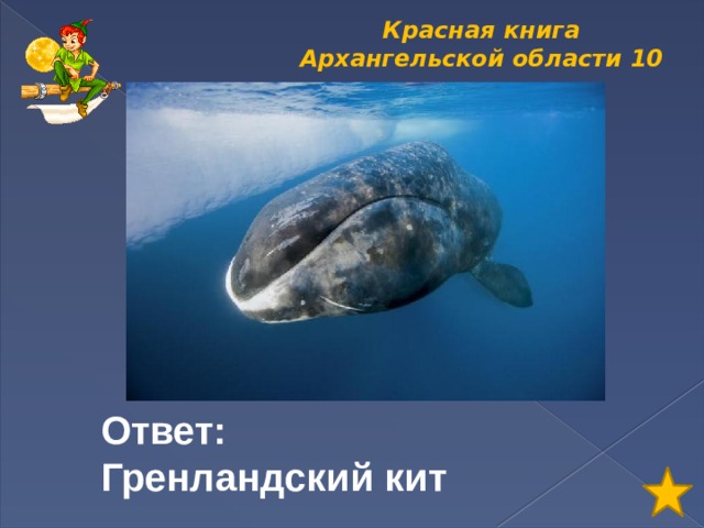 Красная книга Архангельской области  10 Ответ: Гренландский кит 