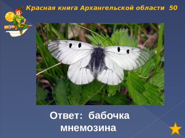 Красная книга Архангельской области 50 Ответ: бабочка мнемозина 