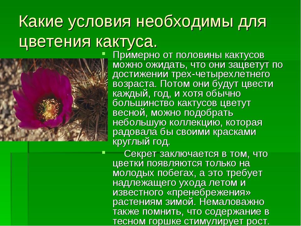 Проект про кактус