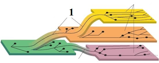 Назовите путь эволюции изображенный на рисунке цифрой 1